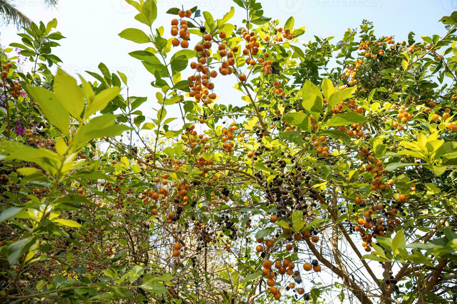 Skyflower Yellow Fruits photo