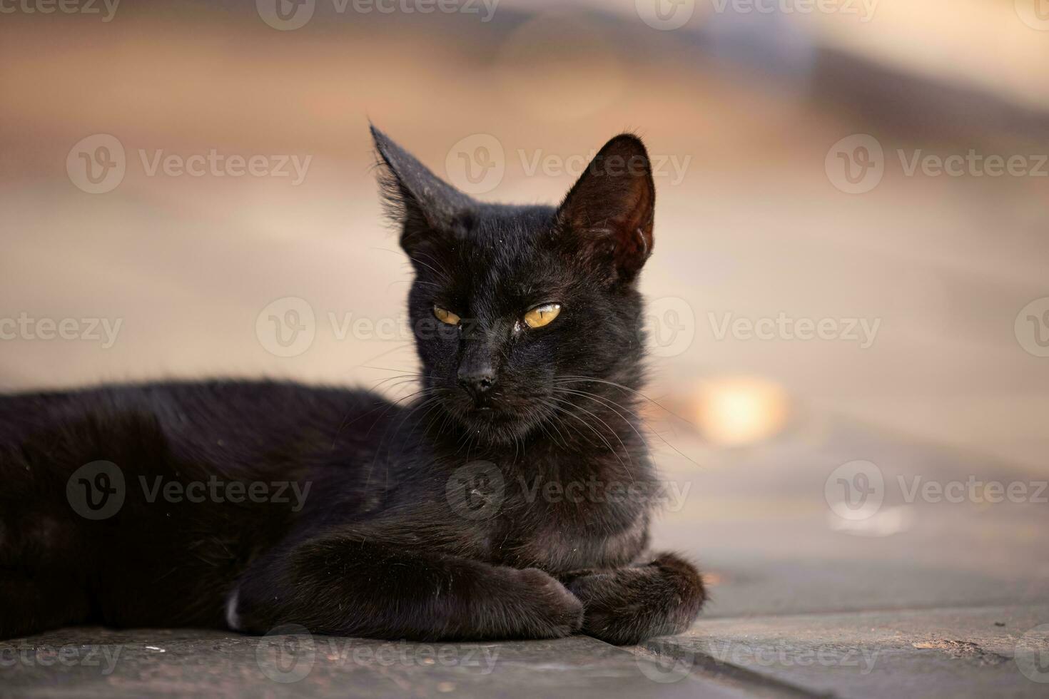 feline animal domestic cat abandoned photo