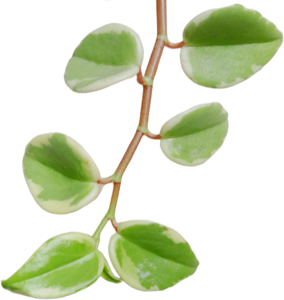 green leaves on transparent background png