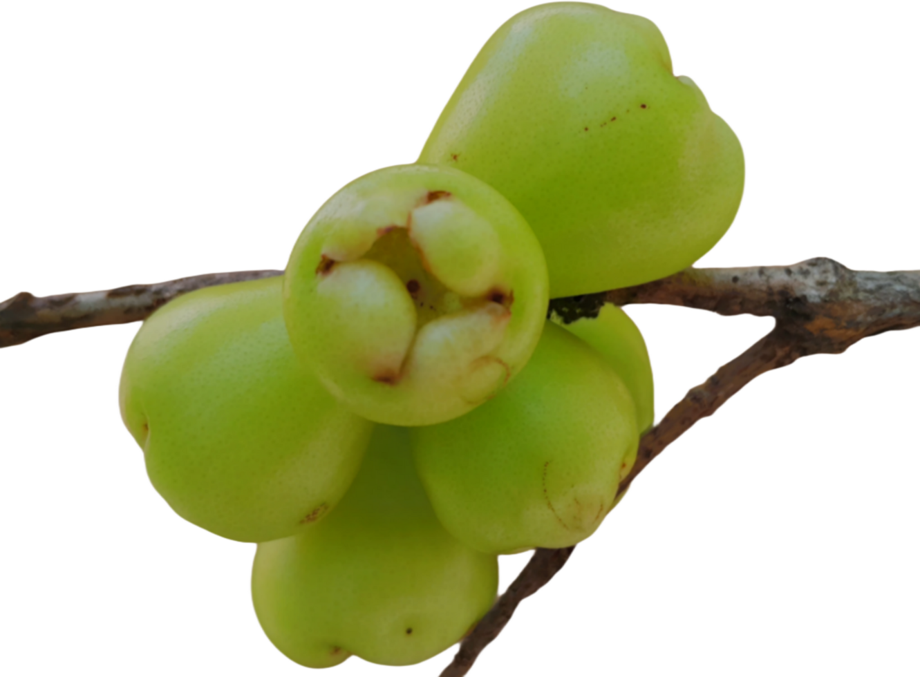 green guava on a branch png