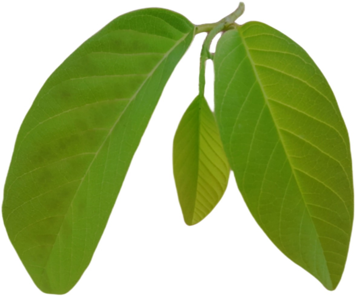 green leaf isolated on transparent background png