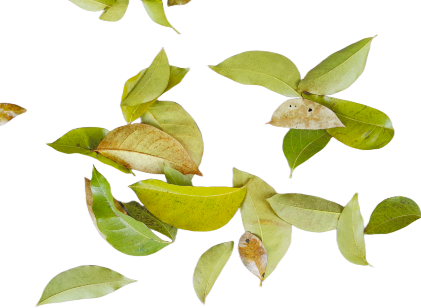 dried leaves isolated on transparent background png