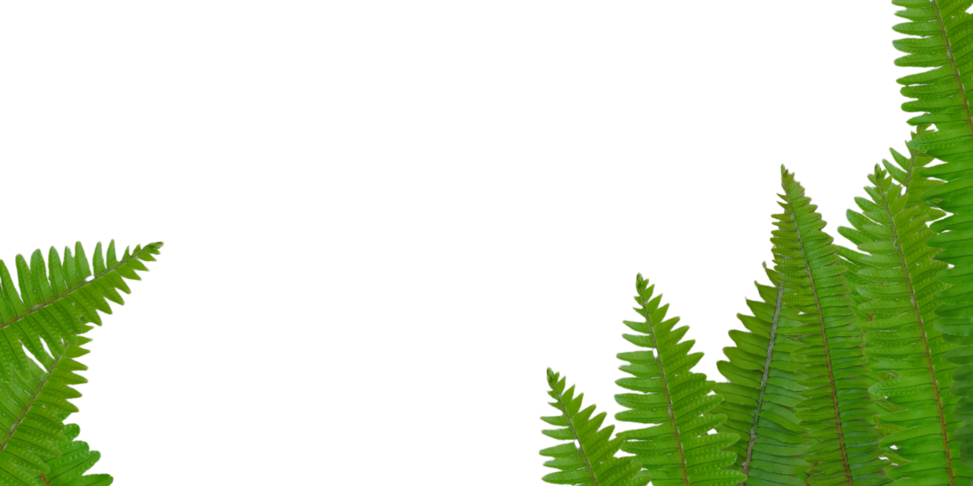 green leaves border on transparent background png