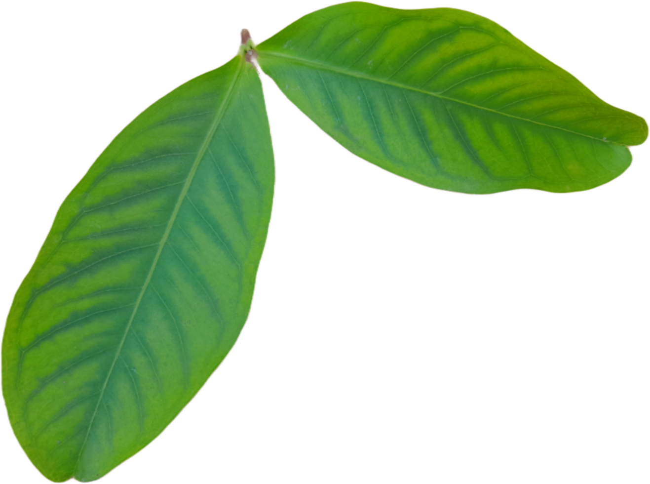 green leaf isolated on transparent background png