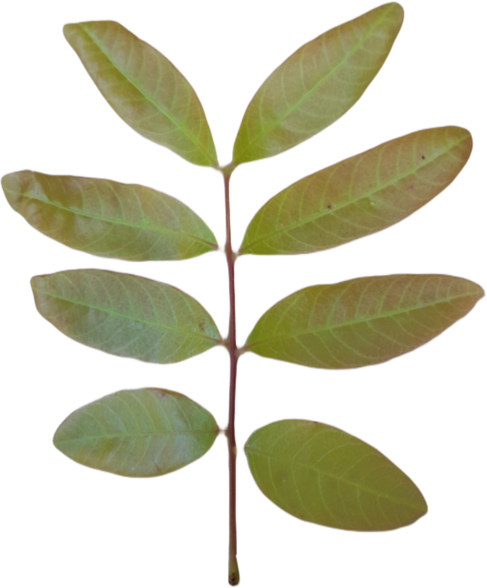green leaves on transparent background 29943454 PNG