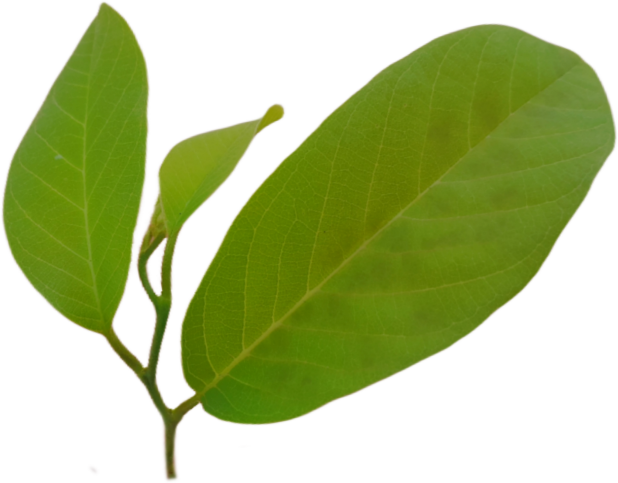green leaf isolated on transparent background png