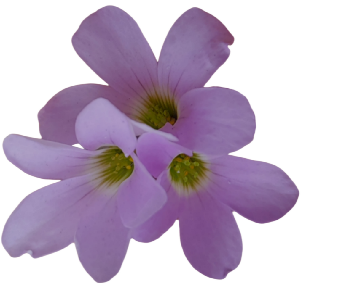 flower isolated on transparent background png