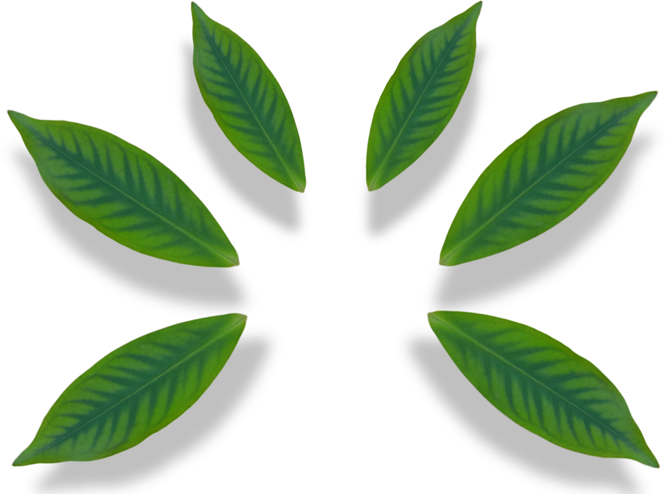 green leaf isolated on transparent background png