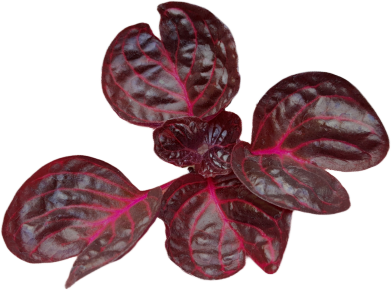 Realistic red plants on transparent background png