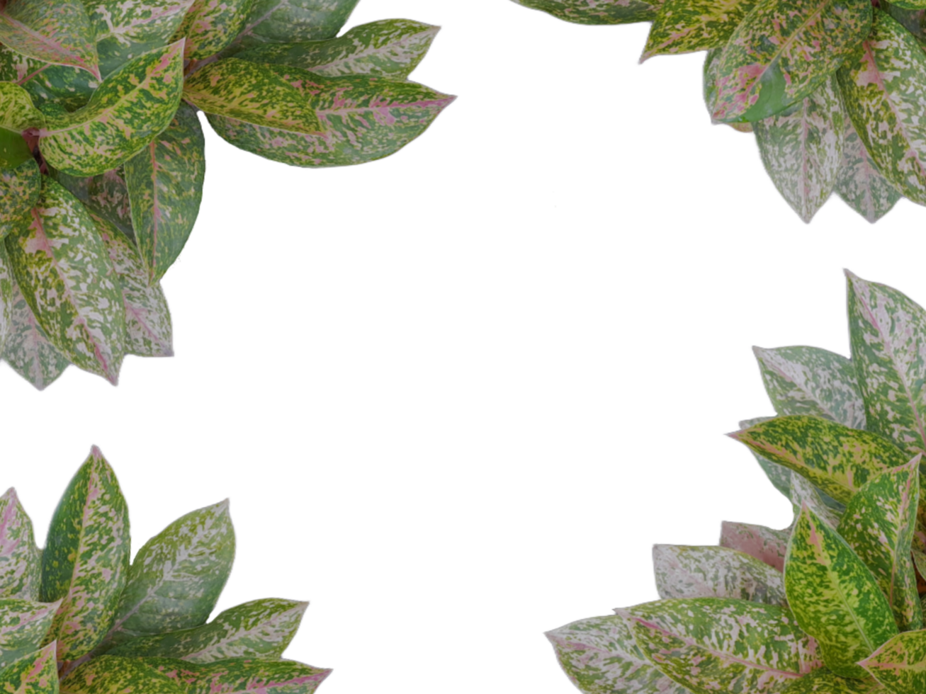 frame made of leaves isolated on transparent background png