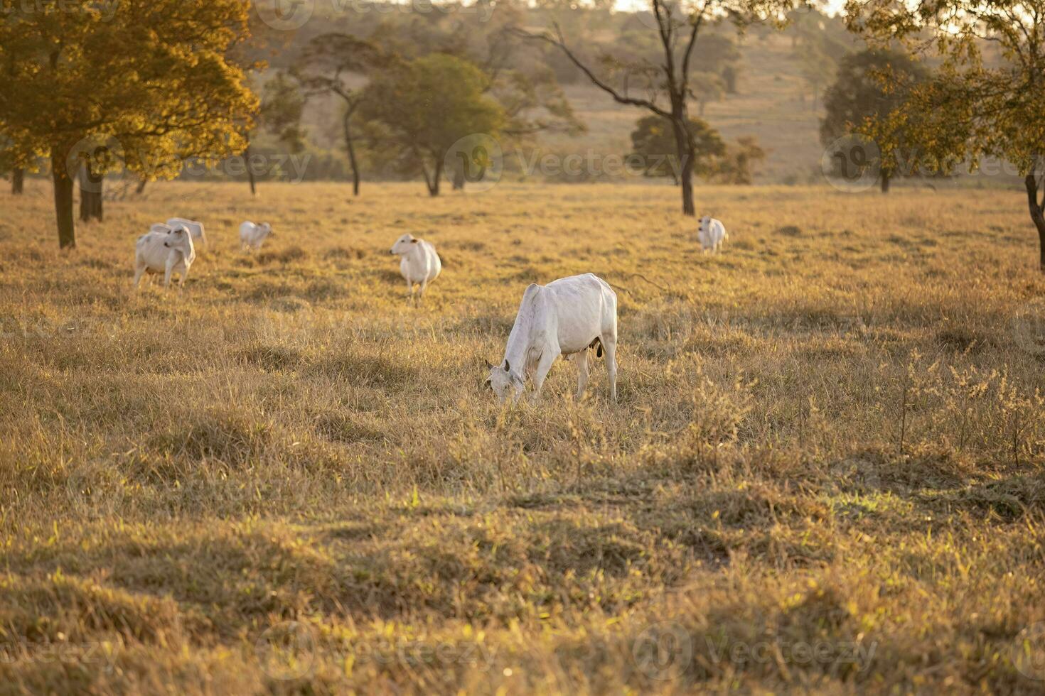 nelore cattle on dry pasture photo