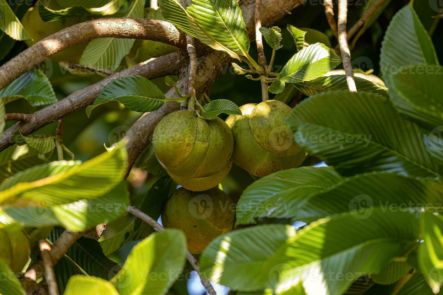 Elephant Apple Fruit Tree photo