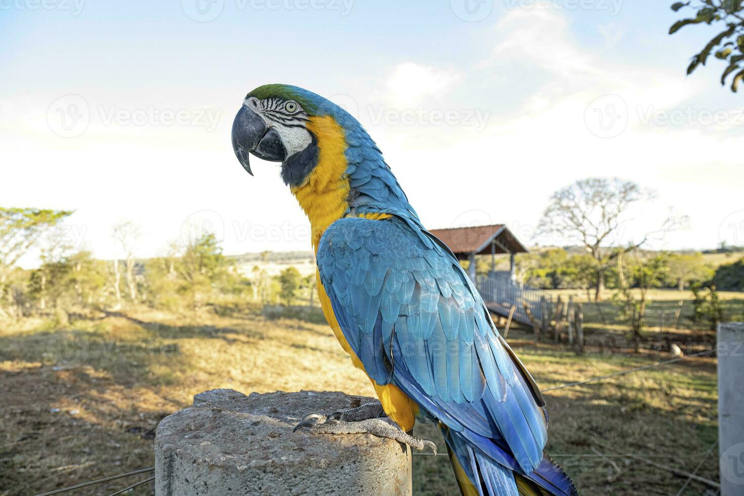 guacamayo azul y amarillo adulto foto