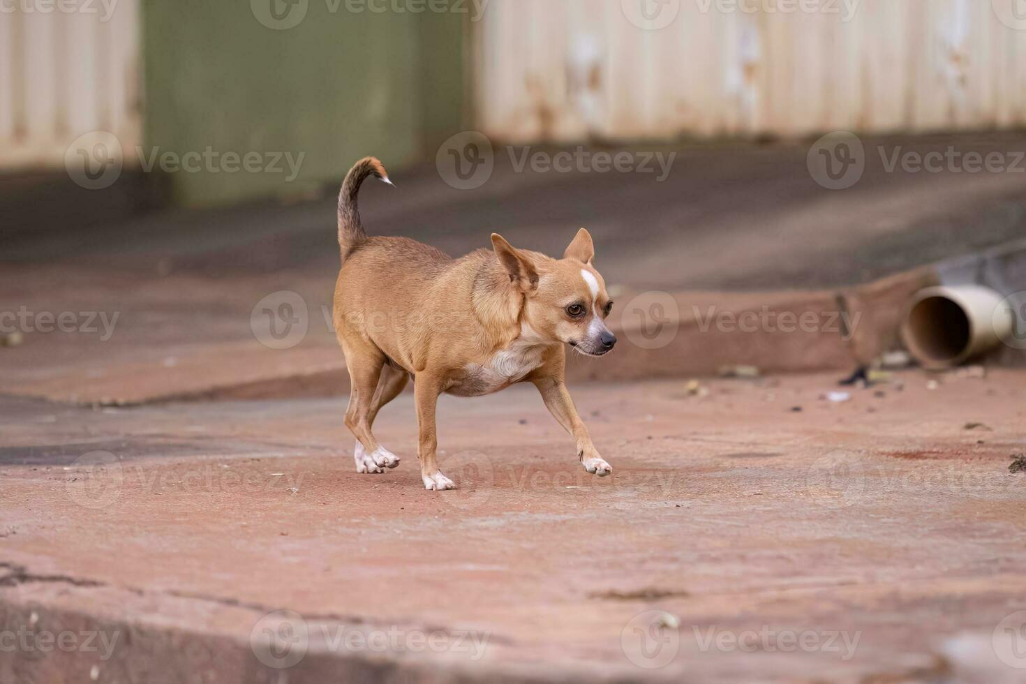 dog running on a sidewalk photo