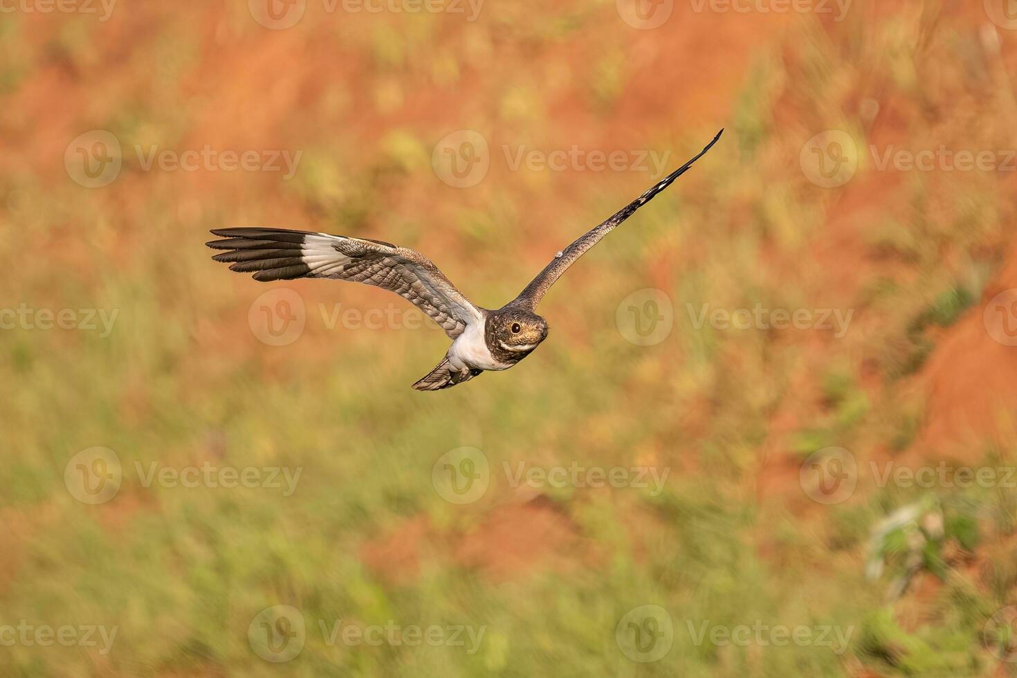 Animal Nacunda Nighthawk in fly photo