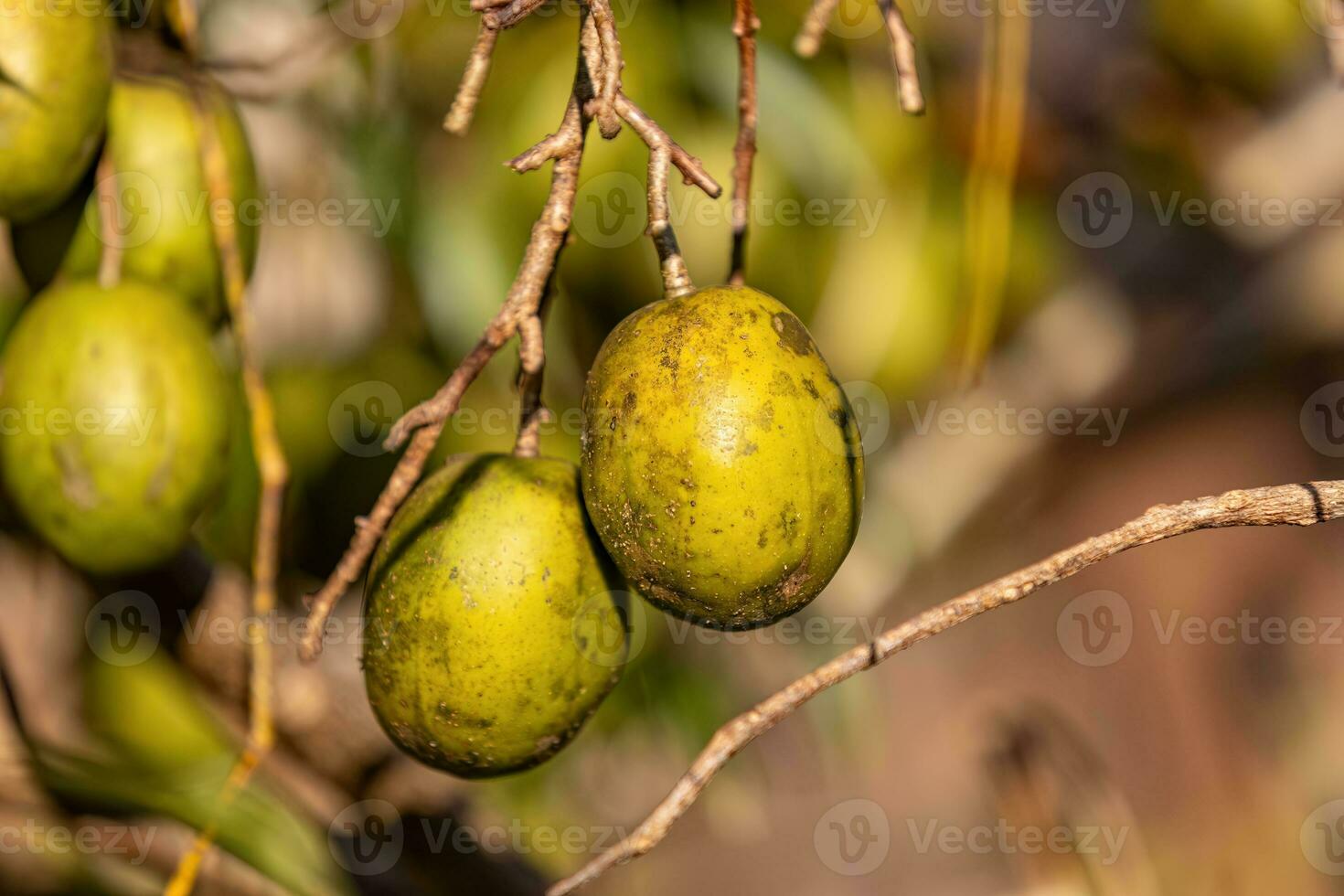 Mombins Tree Fruit photo
