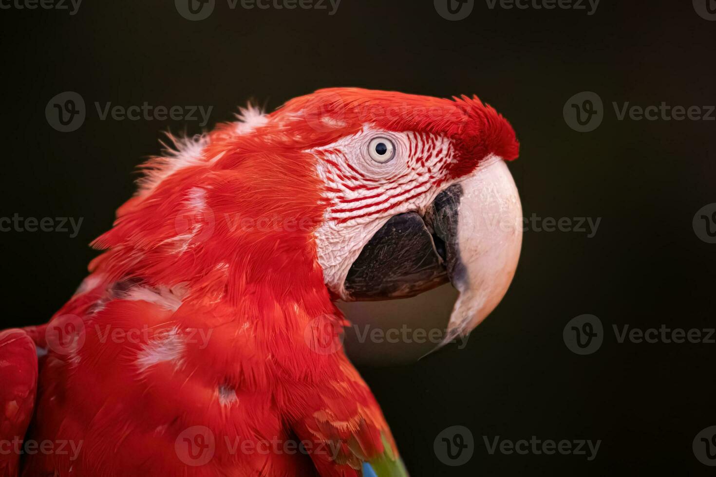 Adult Red and green Macaw photo