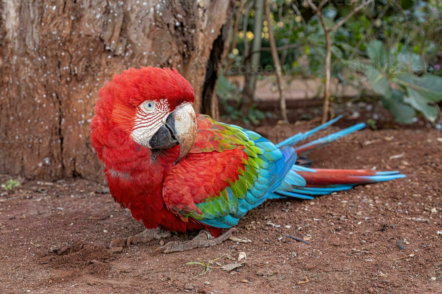 Adult Red and green Macaw photo