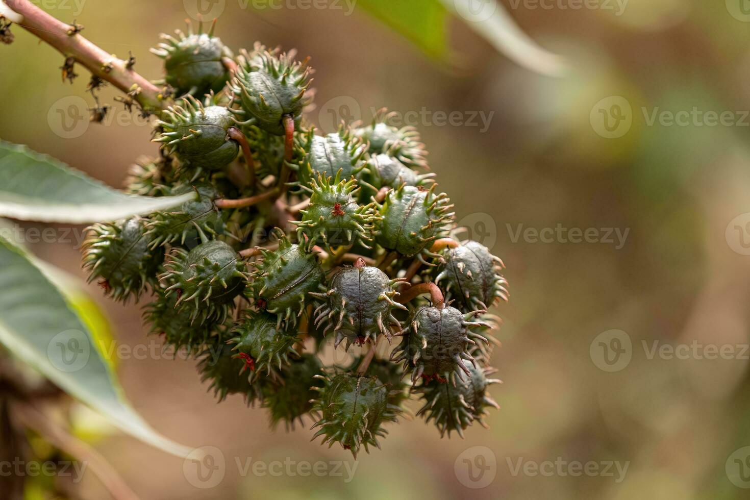 planta de ricino verde foto