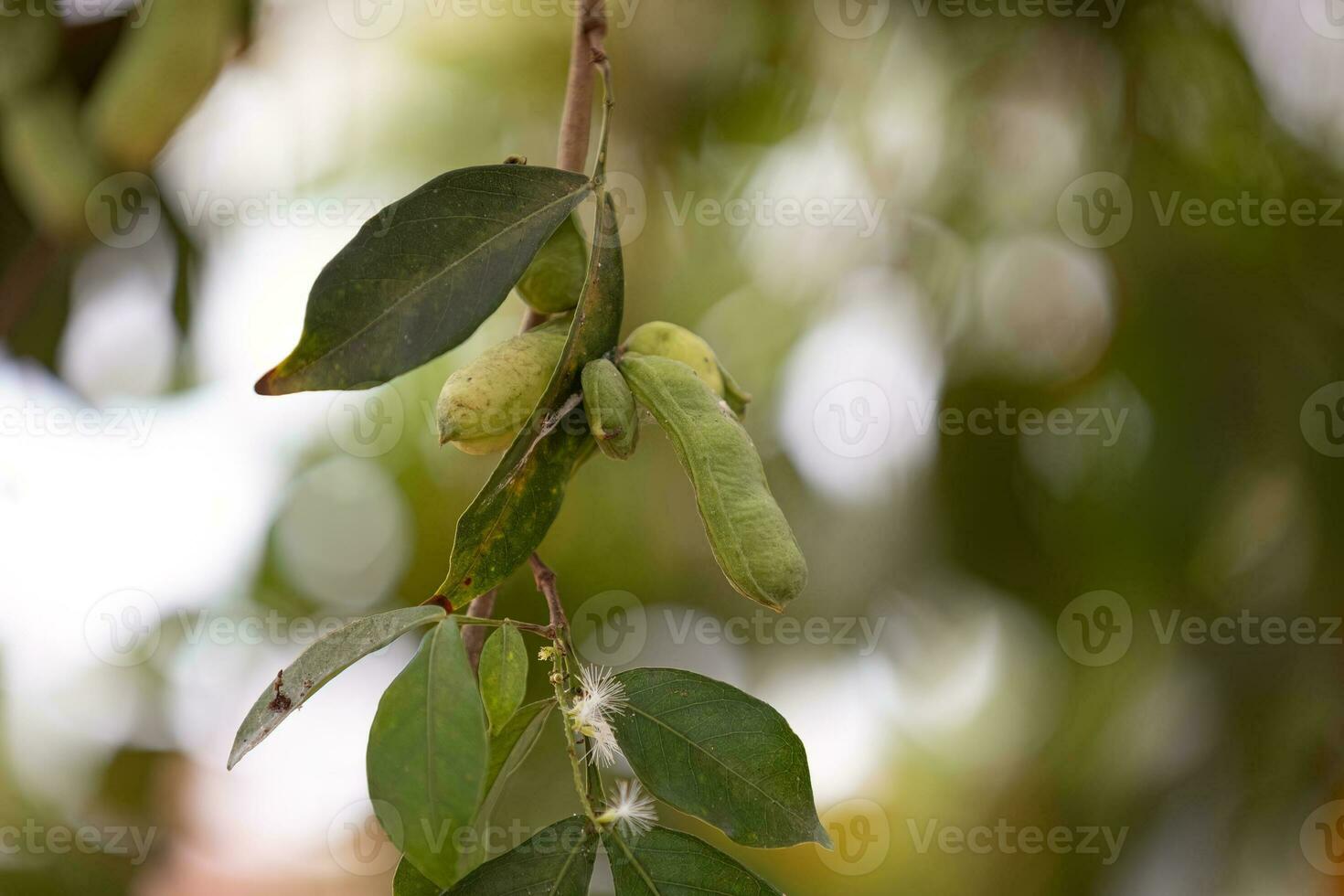 fruits of the tree called inga photo