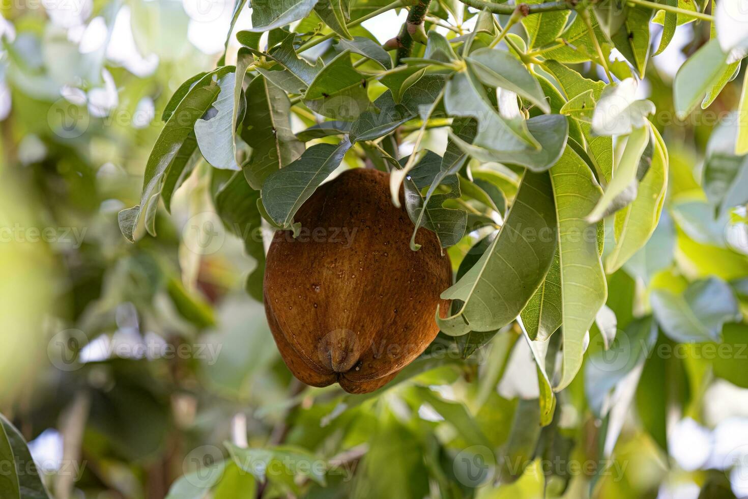 Brazilian Provision Tree Fruit photo