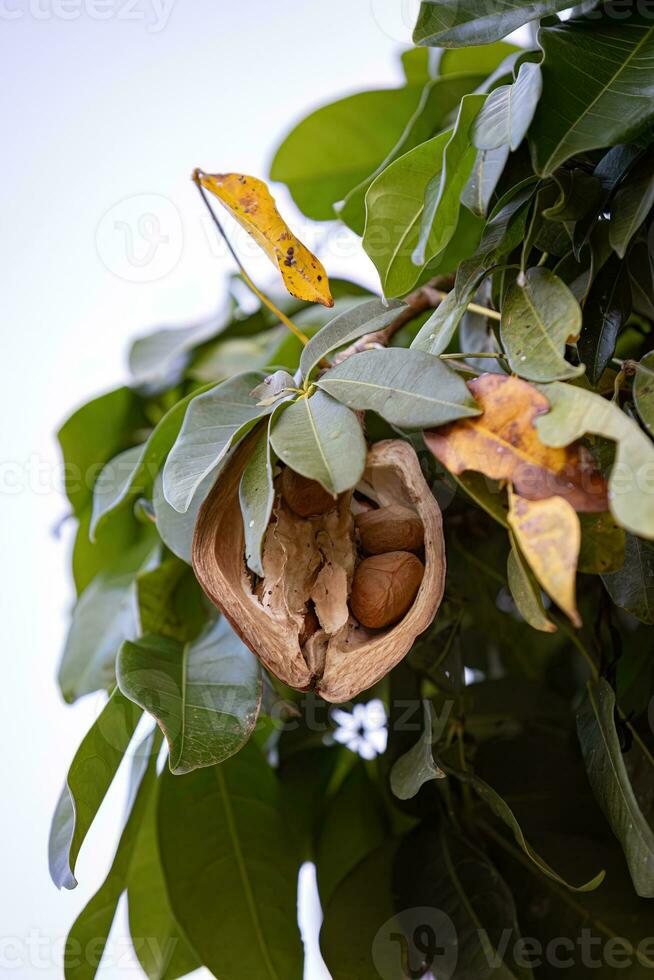 Brazilian Provision Tree Fruit photo