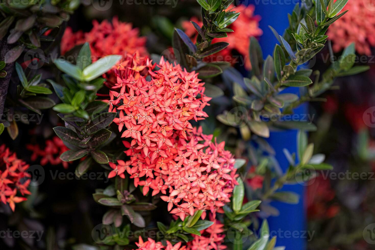 Red Jungle Flame Plant Flower photo