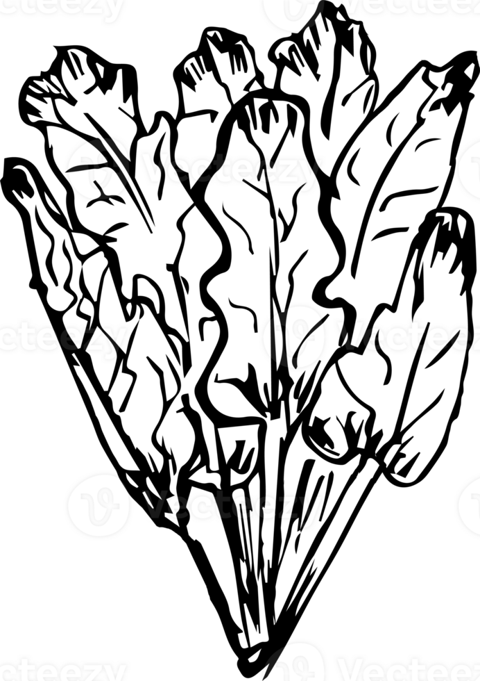 Hand drawn vegetable on transparent background. png
