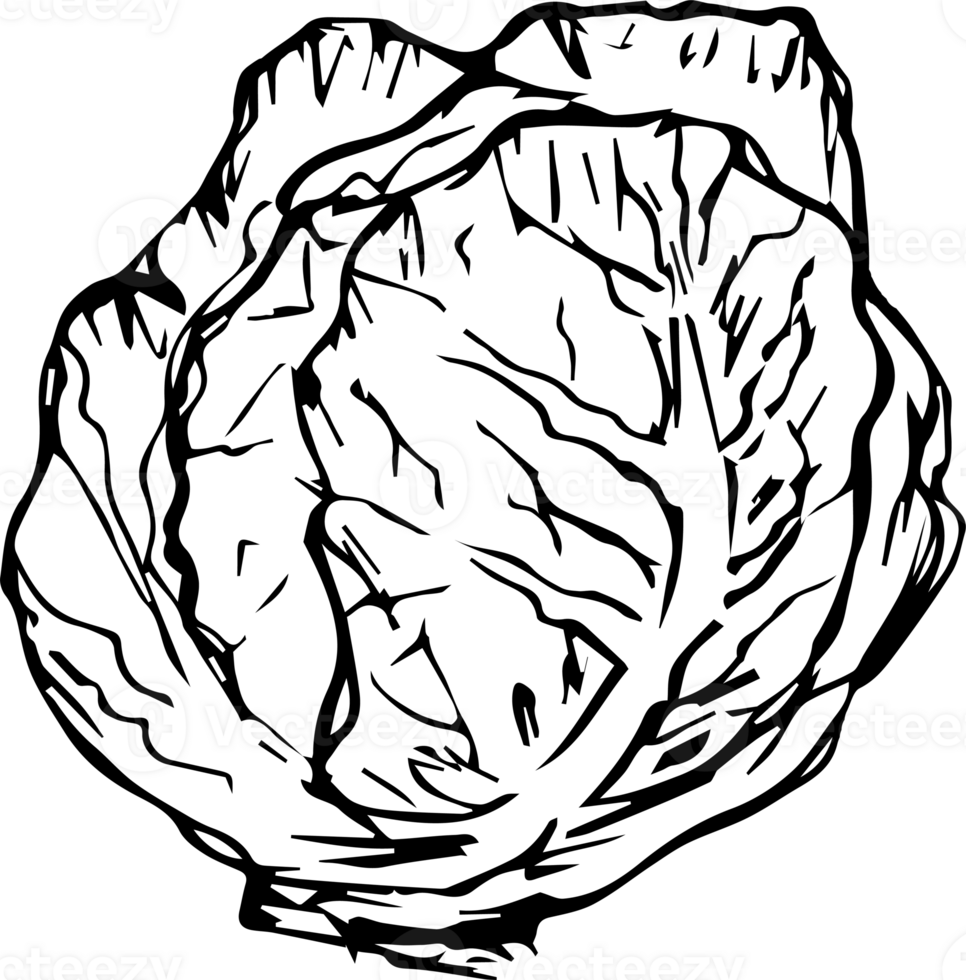 Hand drawn vegetable on transparent background. png