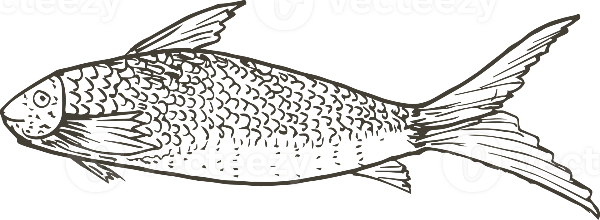 Hand drawn fish on transparent background. png