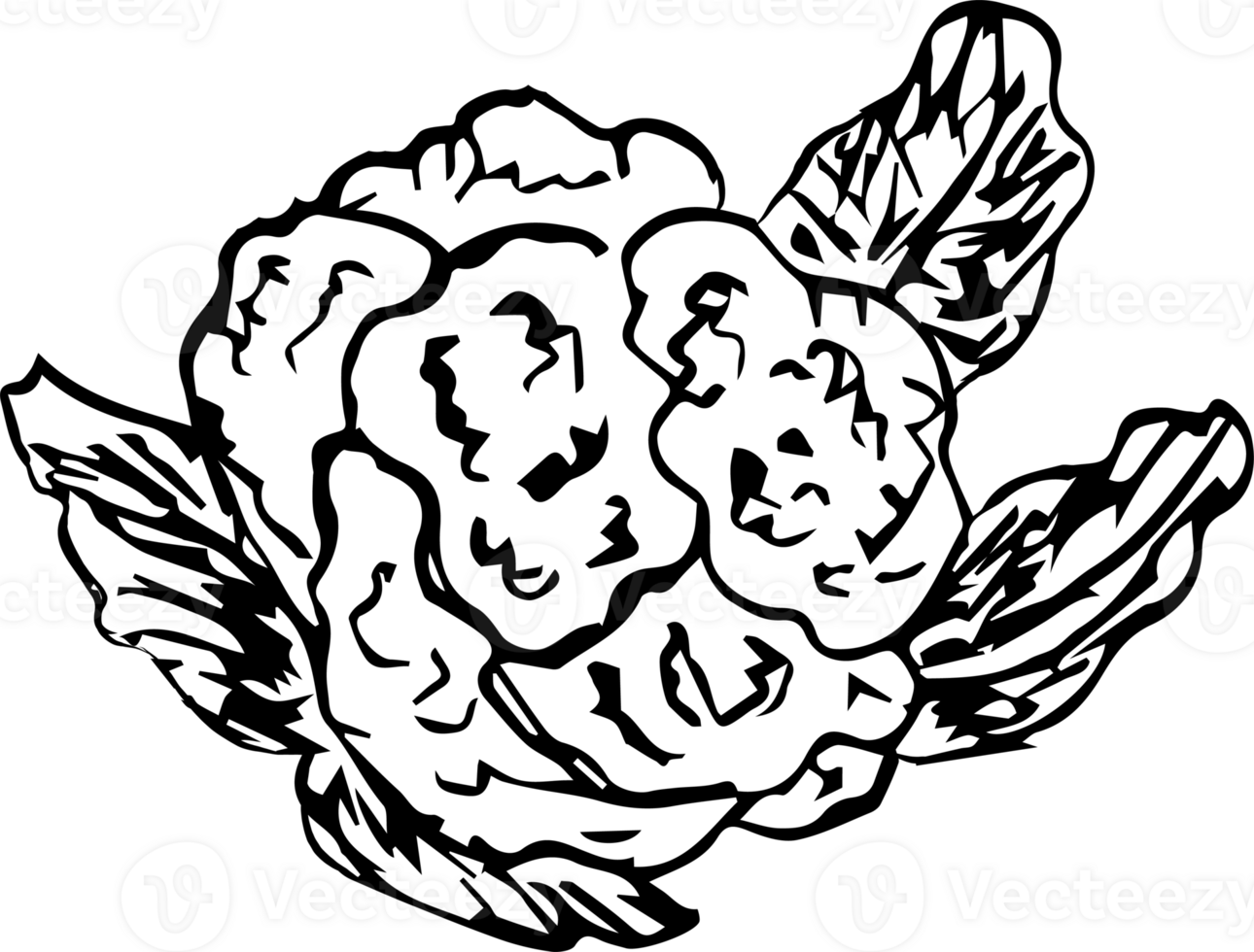 Hand drawn vegetable on transparent background. png