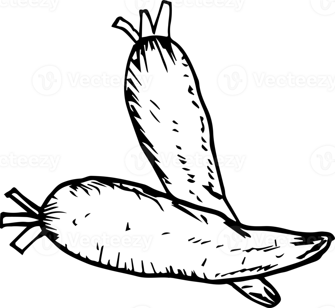 Hand drawn carrot on transparent background. png