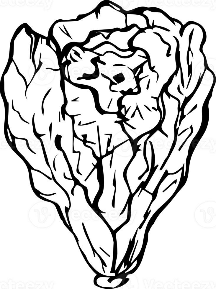 Hand drawn vegetable on transparent background. png