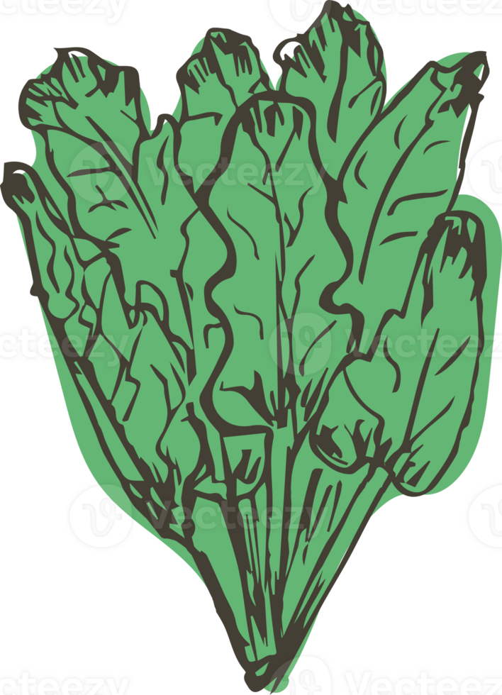 Hand drawn vegetable on transparent background. png