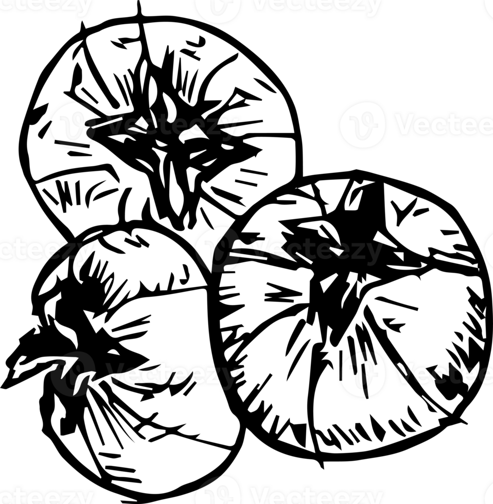 Hand drawn tomato on transparent background. png