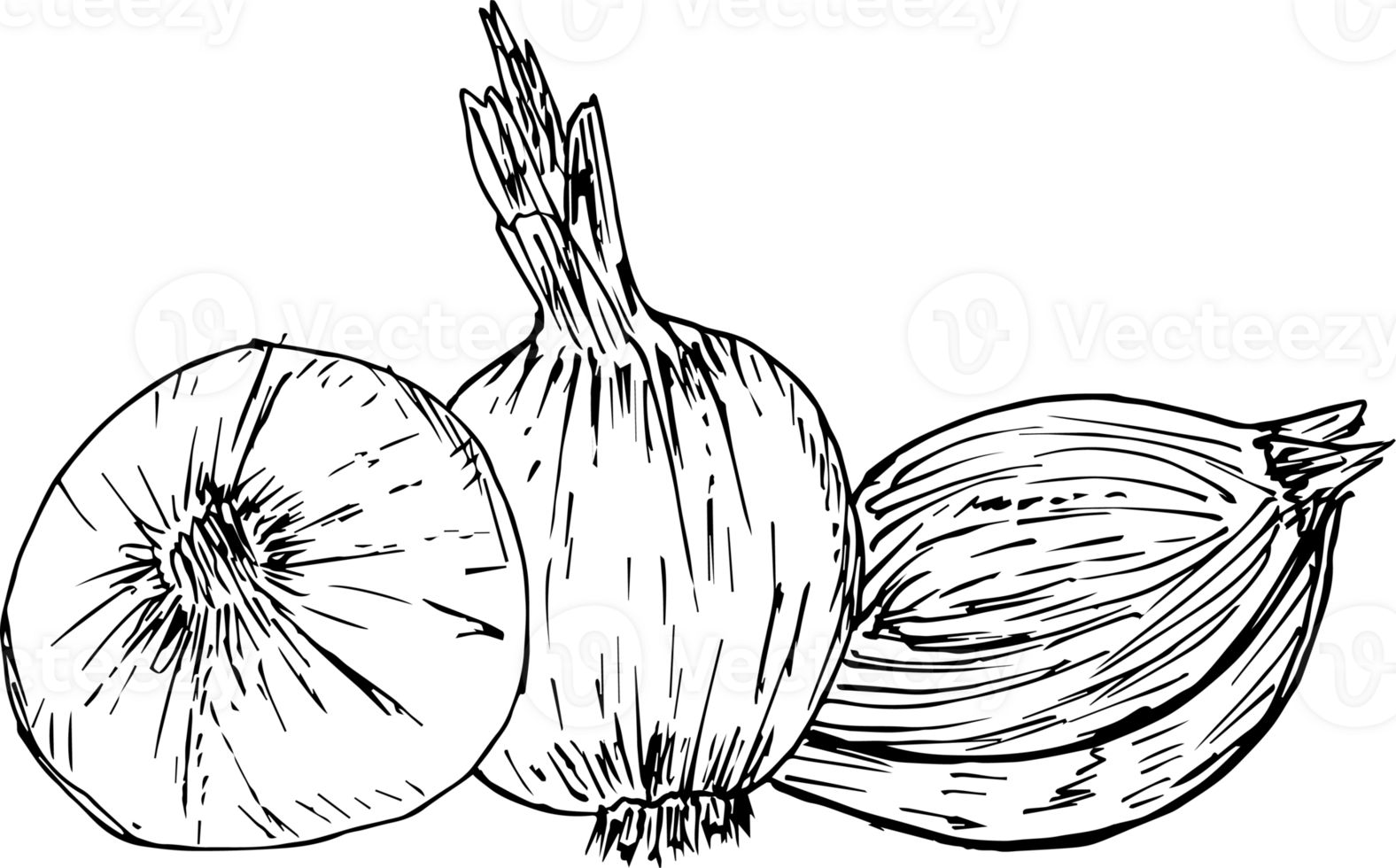 Hand drawn onion on transparent background. png