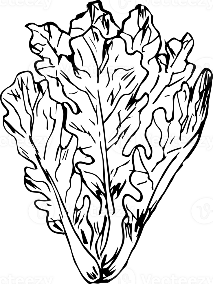 Hand drawn vegetable on transparent background. png