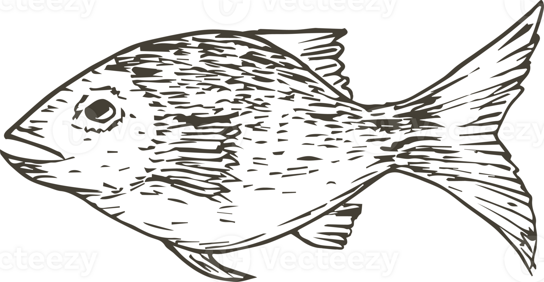 Hand drawn fish on transparent background. png