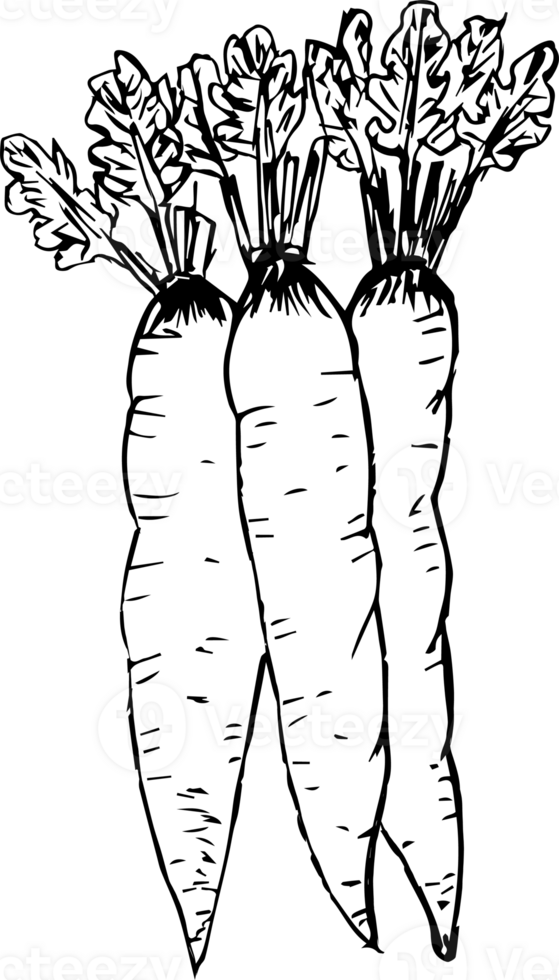 Hand drawn carrot on transparent background. png