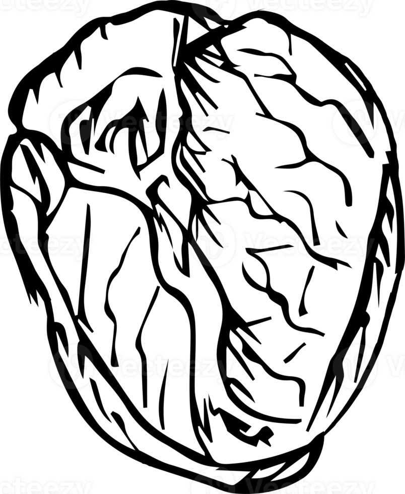 Hand drawn vegetable on transparent background. png