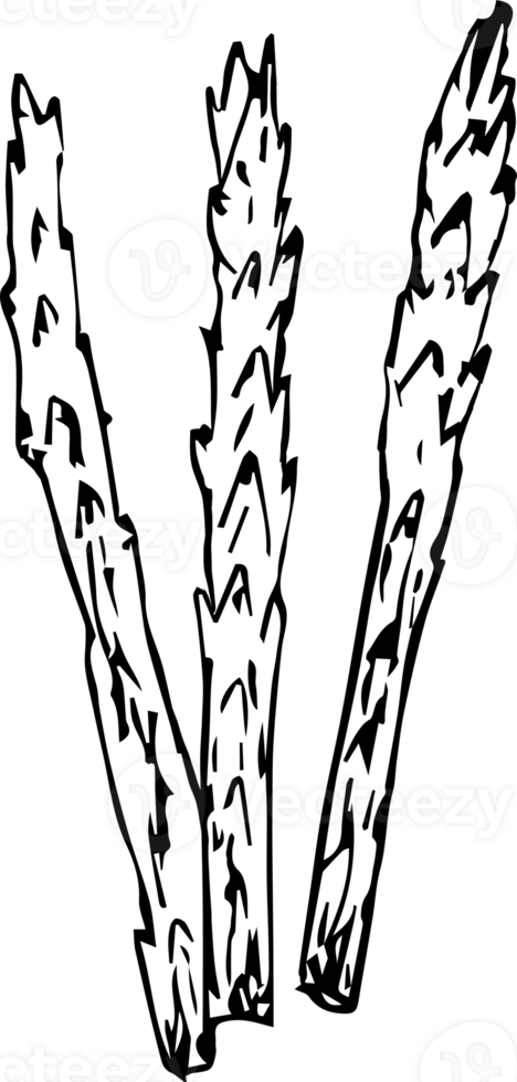 Hand drawn asparagus on transparent background. png