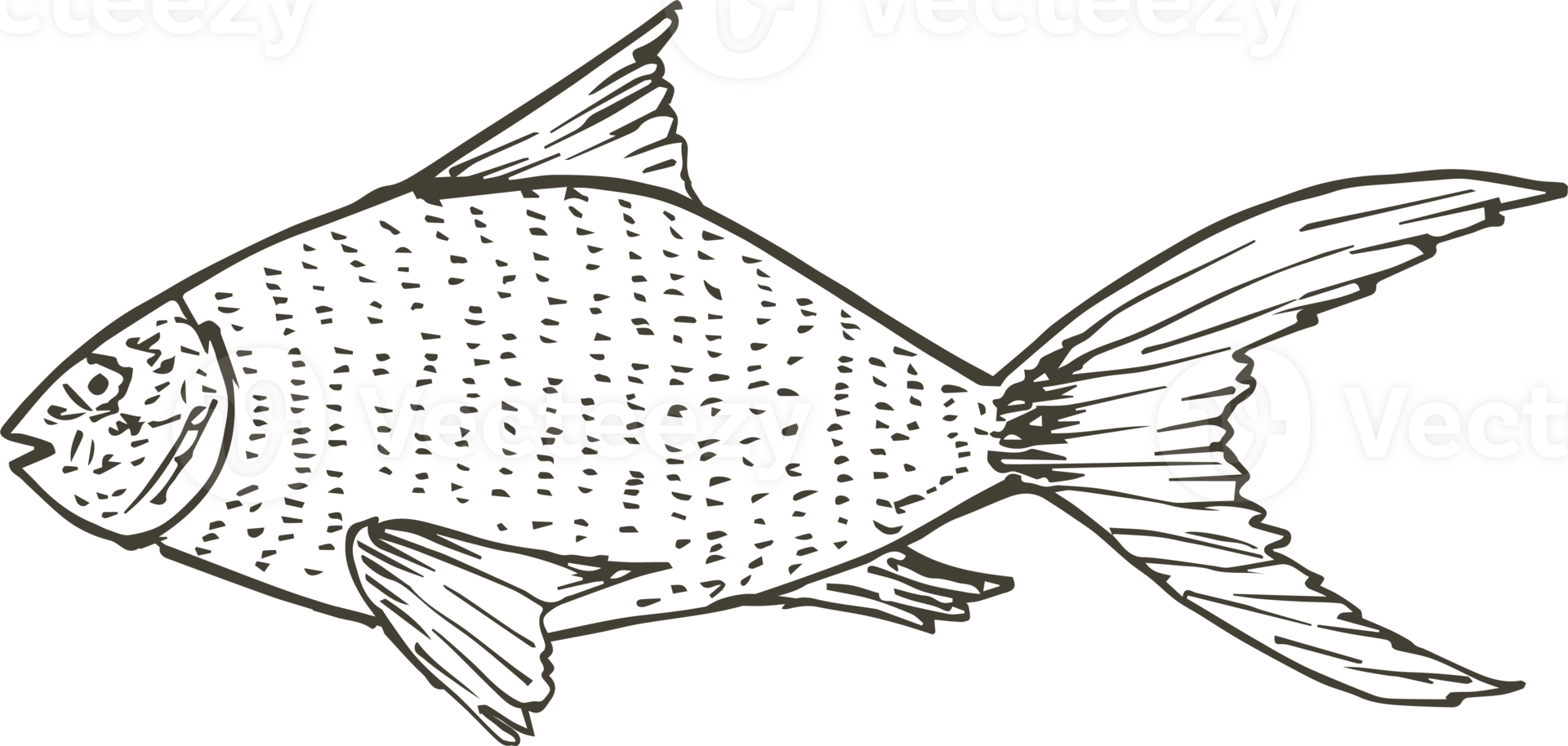 Hand drawn fish on transparent background. png