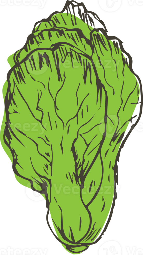 Hand drawn vegetable on transparent background. png