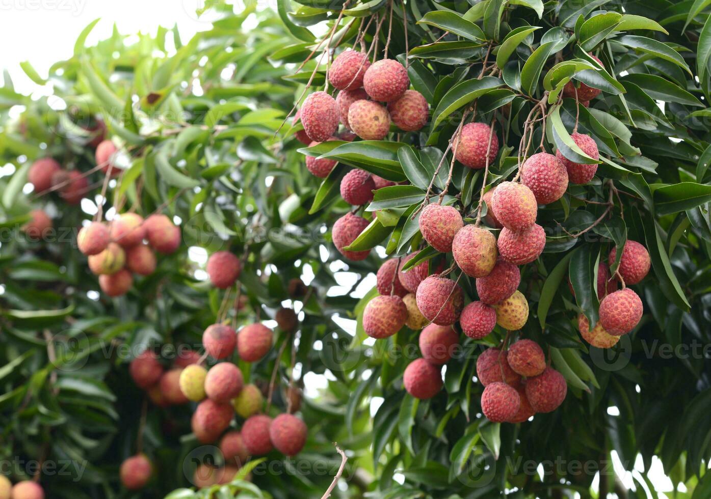 fresh lichi on tree photo