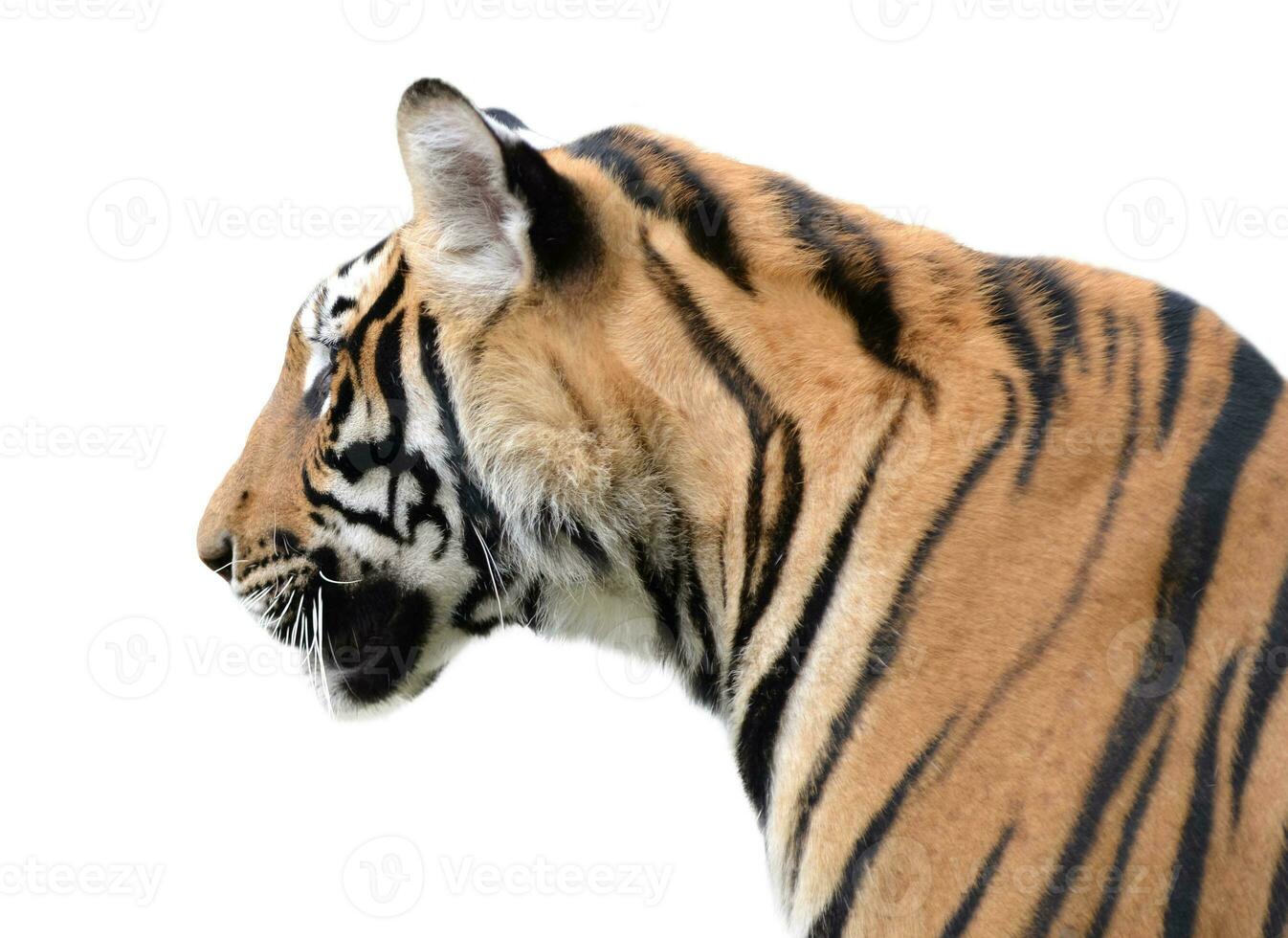 Tigre cabeza aislado foto