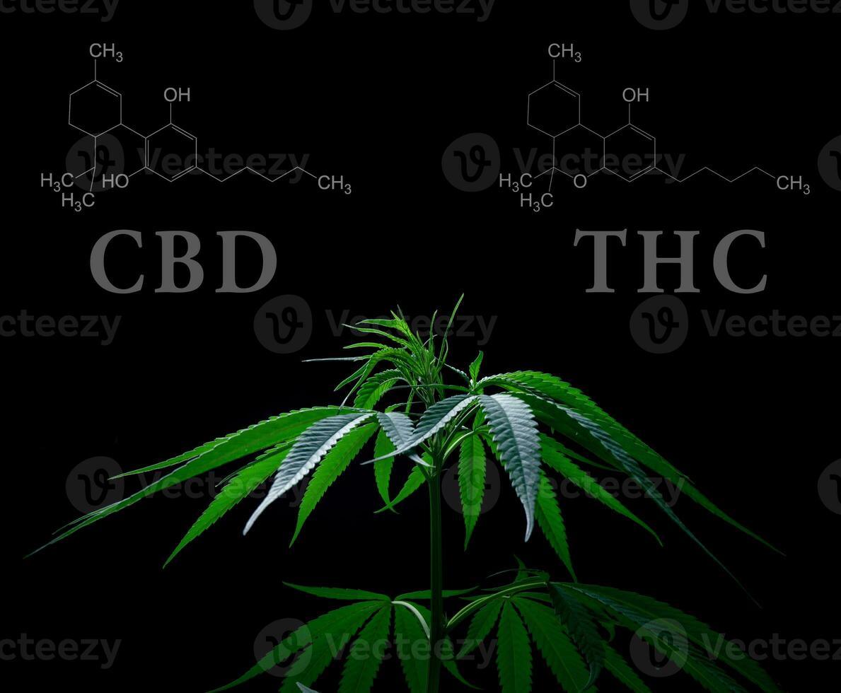 Marijuana leaves with cbd thc chemical structure photo