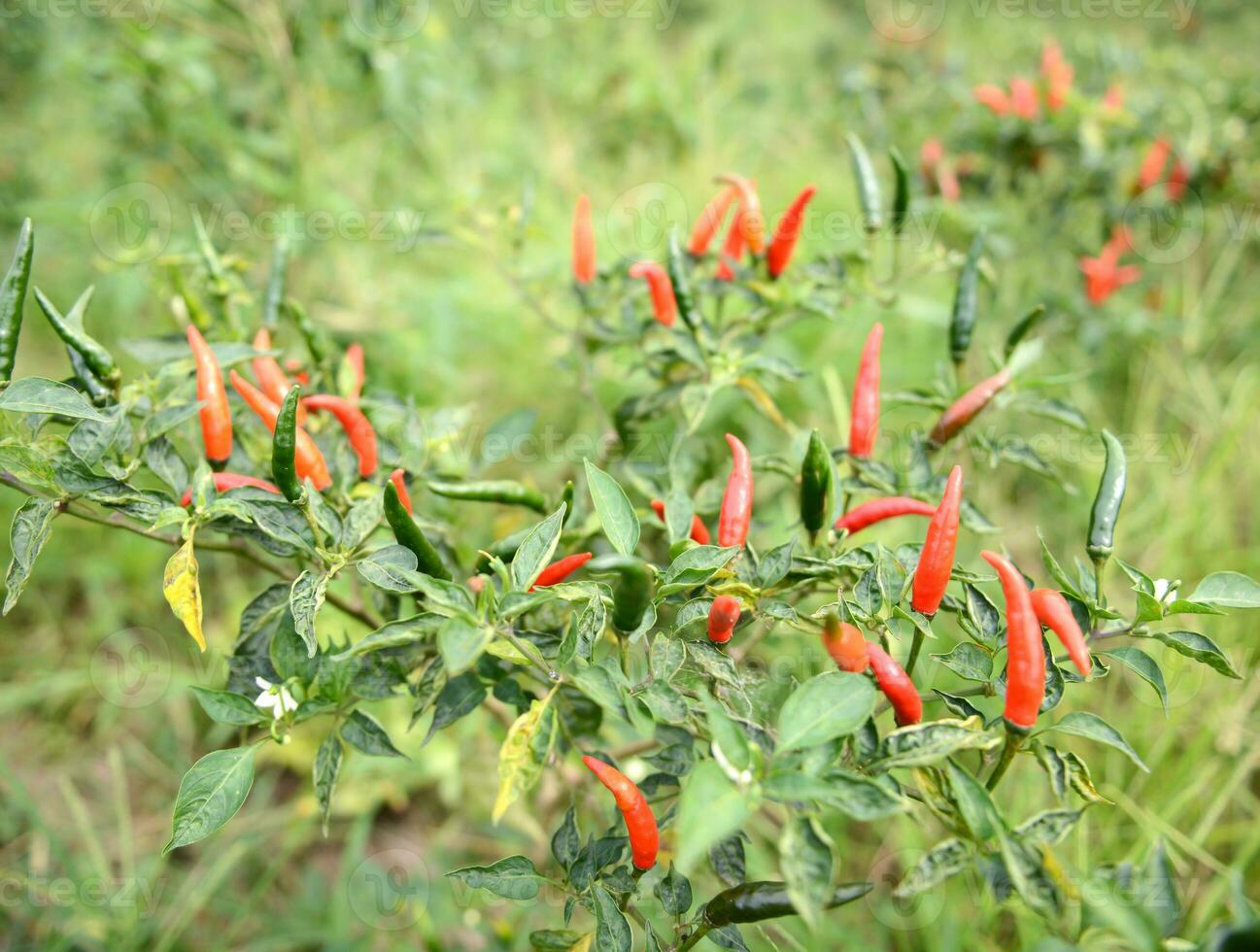 fresh chili on tree photo