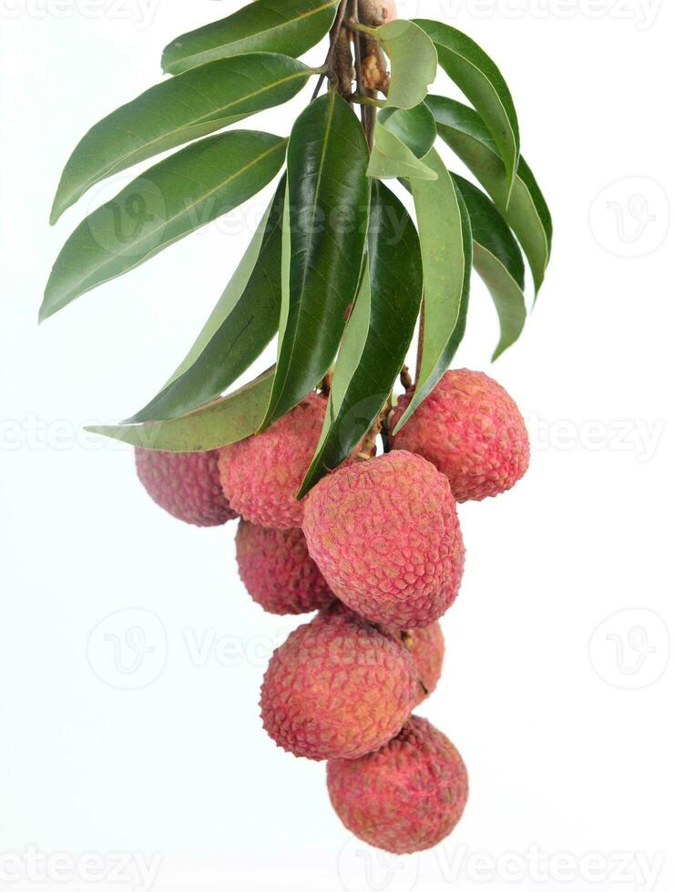 Fresh lychees isolated photo
