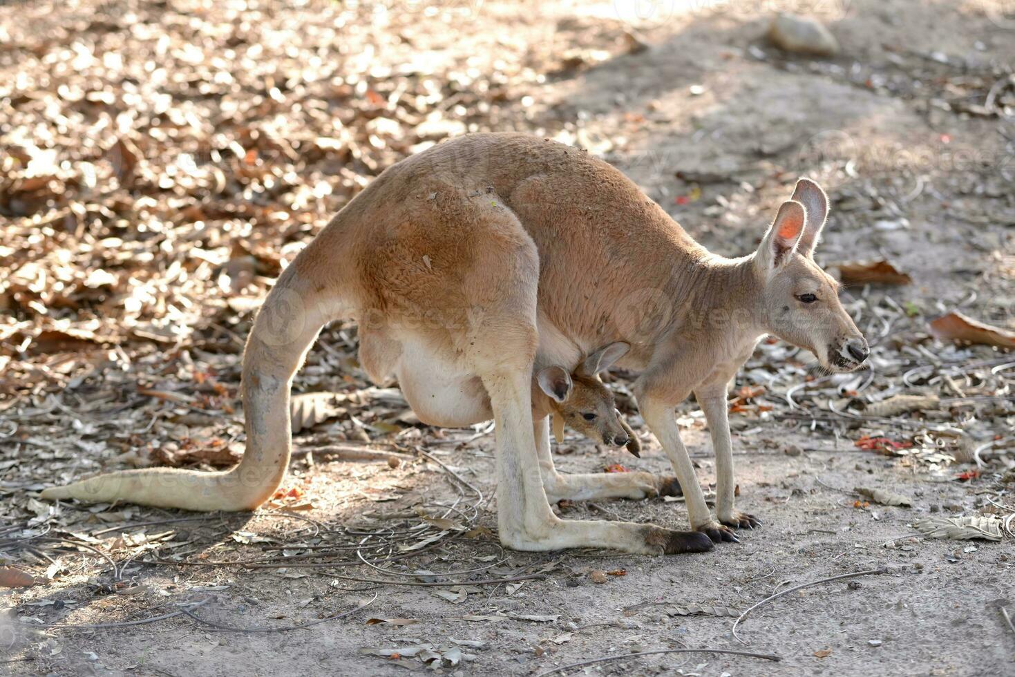 kangaroo with joey photo