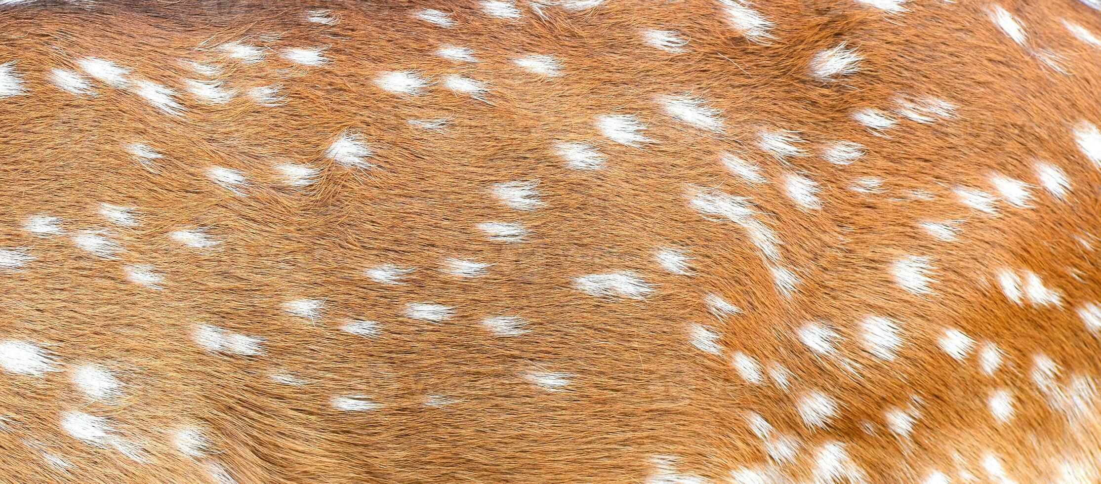 textured of axis deer fur photo